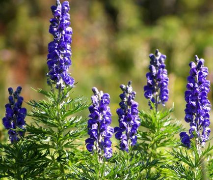 Aconite - plantarea și îngrijirea pe teren deschis, recenzii, descrierea speciilor, fotografii și reguli de reproducere