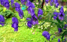 Aconite - plantarea și îngrijirea pe teren deschis, recenzii, descrierea speciilor, fotografii și reguli de reproducere