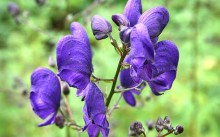 Aconite - plantarea și îngrijirea pe teren deschis, recenzii, descrierea speciilor, fotografii și reguli de reproducere