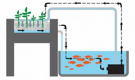 Aquaponika - cultivarea peștelui și plantelor în simbioză