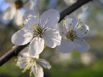 Alycha, prun - strălucirea - centrul agriculturii naturale