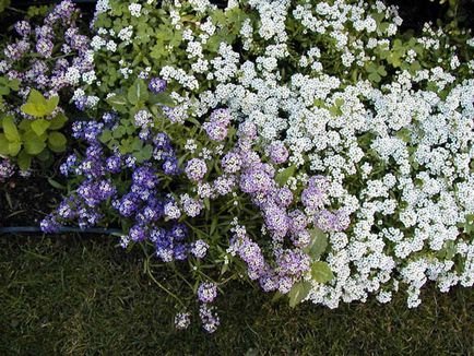 Plantare și îngrijire Alyssum, fotografie, soi de reproducere, creștere în aer liber și o combinație de