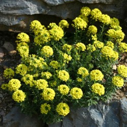 Plantare și îngrijire Alyssum, fotografie, soi de reproducere, creștere în aer liber și o combinație de