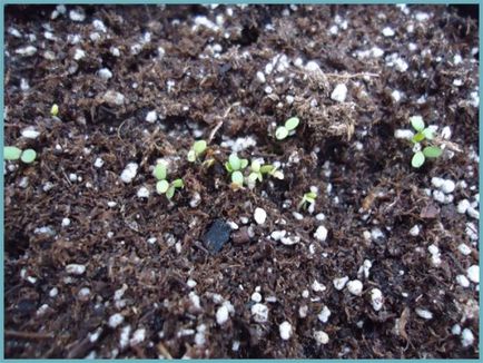 Plantare și îngrijire Alyssum, fotografie, soi de reproducere, creștere în aer liber și o combinație de