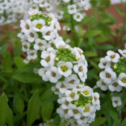 Plantare și îngrijire Alyssum, fotografie, soi de reproducere, creștere în aer liber și o combinație de