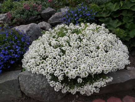 Plantare și îngrijire Alyssum, fotografie, soi de reproducere, creștere în aer liber și o combinație de