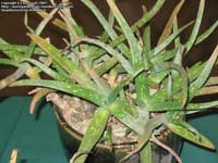 Aloe - descriere aloe și îngrijire pe