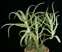 Aloe - descriere aloe și îngrijire pe