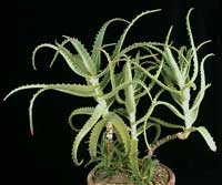 Aloe - Aloe leírás és gondozás (öntözés aloe aloe ellátást biztosít páratartalom talaj szubsztrát transzplantáció szaporodás) Aloe - aloe leírás és gondozás