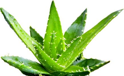 Aloe köhögés felnőtt, alkalmazás módja, a leírás a legjobb receptek