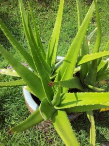 Aloe de la riduri - frumusețe pură