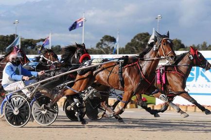 Американската standardbred - най-висок дух на планетата