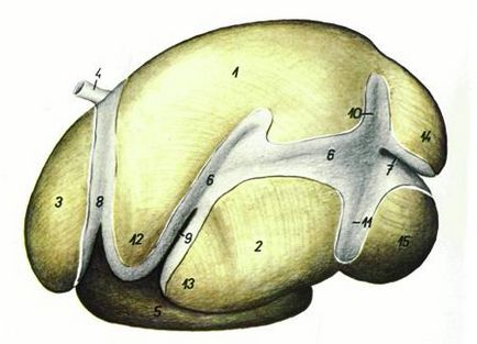 Anatomia și fiziologia animalelor de fermă - abstract, pagina 3