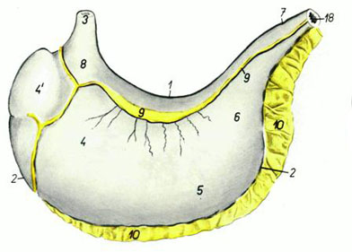 Anatomia și fiziologia animalelor de fermă - abstract, pagina 3