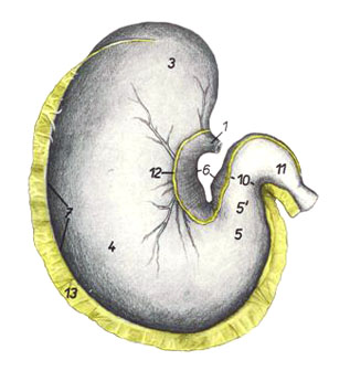 Anatomia și fiziologia animalelor de fermă - abstract, pagina 3