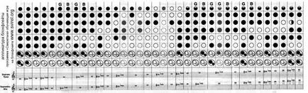 Comandă de Recorder de la Fingering pentru a închide descărcarea găurilor muzicale