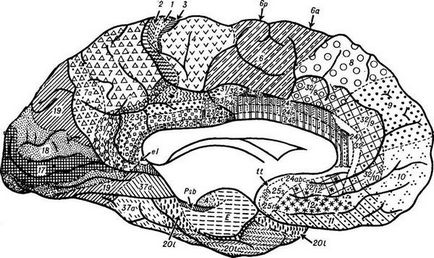 Arhitectonica cortexului cerebral