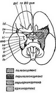 Arhitectonica cortexului cerebral