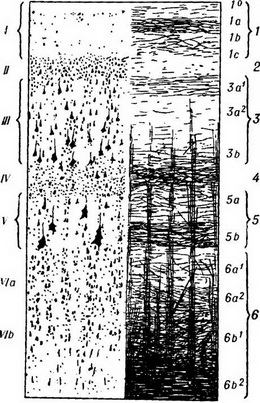 Arhitectonica cortexului cerebral