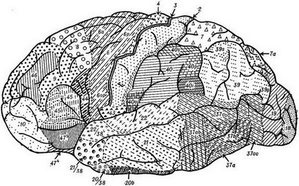 Arhitectonica cortexului cerebral