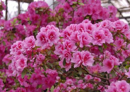 Азалія японська особливості і правила догляду, квіти, сад і город