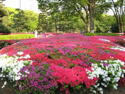 Japán azálea ültetése és gondozása, a minőség és fotók