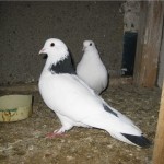Бакинська порода голубів фото, опис і відео