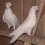 Baku rasa de porumbei fotografie, descriere și video
