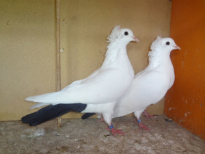 Бакинська порода голубів фото, опис і відео