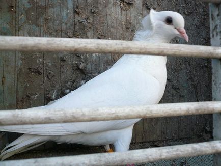 Baku porumbei lupta descriere, fotografie