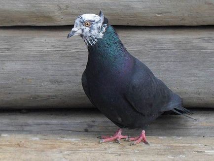 Baku porumbei de luptă descriere, foto