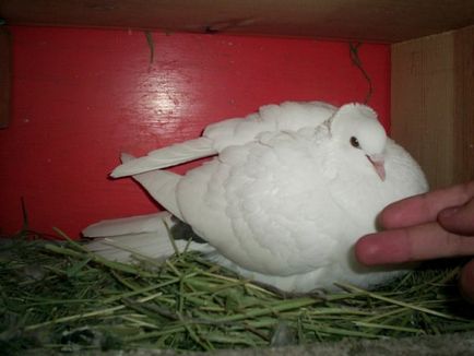 Бакинські бійні голуби опис, фото
