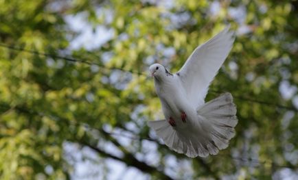 Бакинські бійні голуби опис, різновиди, фото, відео