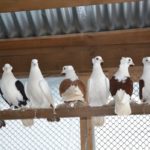 Baku porumbei luptă descriere, varietate, fotografie, video