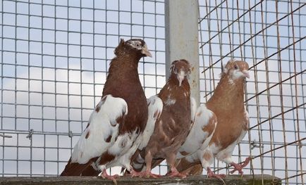 Бакинські бійні голуби опис, різновиди, фото, відео