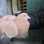 Baku porumbei luptă descriere, varietate, fotografie, video