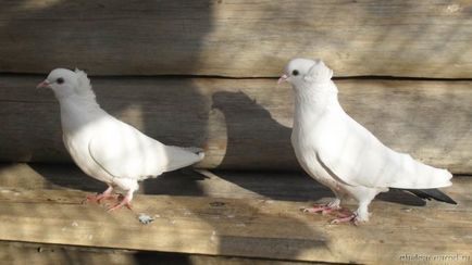 Бакинські голуби опис виду, фото і відео