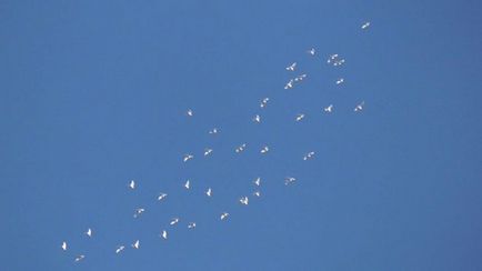 Бакинські голуби опис виду, фото і відео