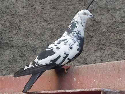 Baku porumbei Descrierea speciilor, fotografiilor și videoclipurilor