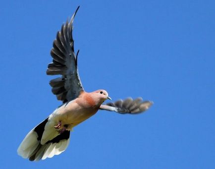 Baku porumbei Descrierea speciilor, fotografiilor și videoclipurilor