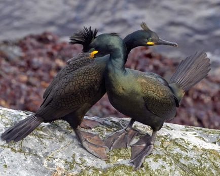 Cormorant (phalacrocorax) descriere, reproducere, fapte interesante