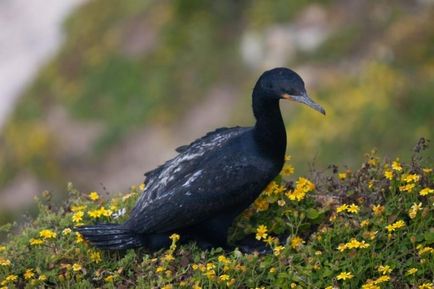 Cormorant (phalacrocorax) descriere, reproducere, fapte interesante