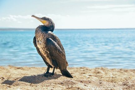 Cormorant (phalacrocorax) descriere, reproducere, fapte interesante