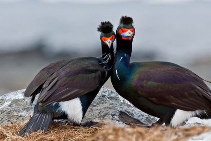 Cormorant (phalacrocorax) descriere, reproducere, fapte interesante