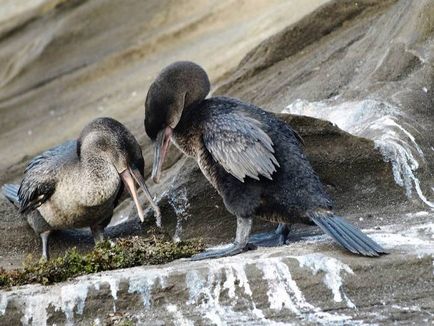 Cormorant (phalacrocorax) descriere, reproducere, fapte interesante