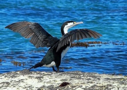 Cormorant (phalacrocorax) descriere, reproducere, fapte interesante