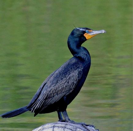 Cormorant (phalacrocorax) descriere, reproducere, fapte interesante