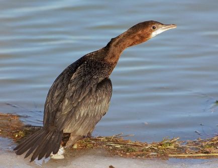 Cormorant (phalacrocorax) descriere, reproducere, fapte interesante