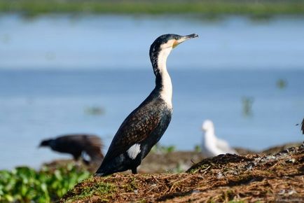 Баклан (phalacrocorax) опис, розмноження, цікаві факти