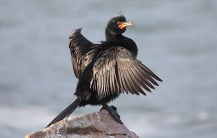 Cormorant (phalacrocorax) descriere, reproducere, fapte interesante